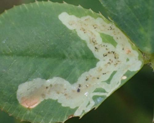 Réf. 356 644 : Agromyza frontella